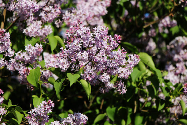 istock Beautiful blooming in the garden lilacs 936469910