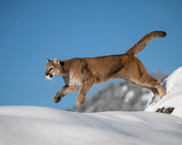 istock Mountain Lion in the Snow 936478508