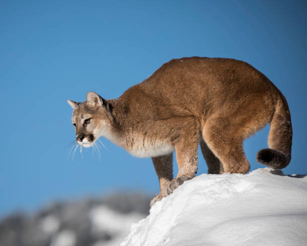 istock Mountain Lion in the Snow 936478538