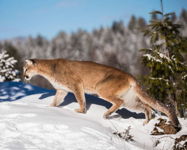 istock Mountain Lion in the Snow 936478558
