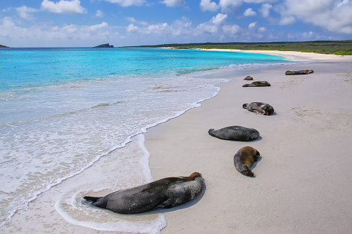 Group of Galapagos sea lions resting on sandy beach in Gardner Bay, Espanola Island, Galapagos National park, Ecuador. These sea lions exclusively breed in the Galapagos.