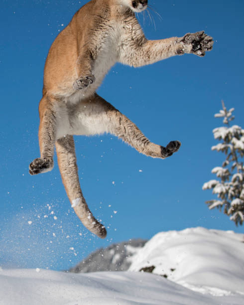 Puma Jumping Stock Photos, Pictures & Royalty-Free Images - iStock Puma Jumping Stock Photos, Pictures & Royalty-Free Images - iStock