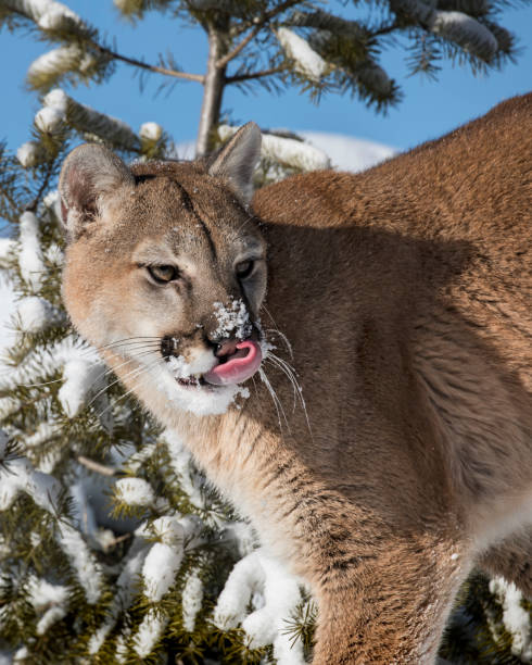 istock Mountian Lion licking the snow off her nose 936478908