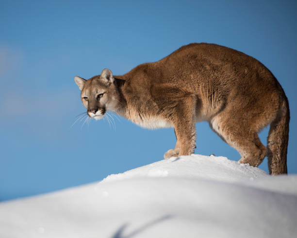 istock Mountain Lion poised to pounce 936479702