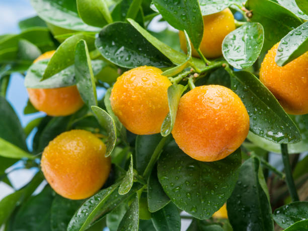 istock Ripe tangerine fruits on the tree. 936487710
