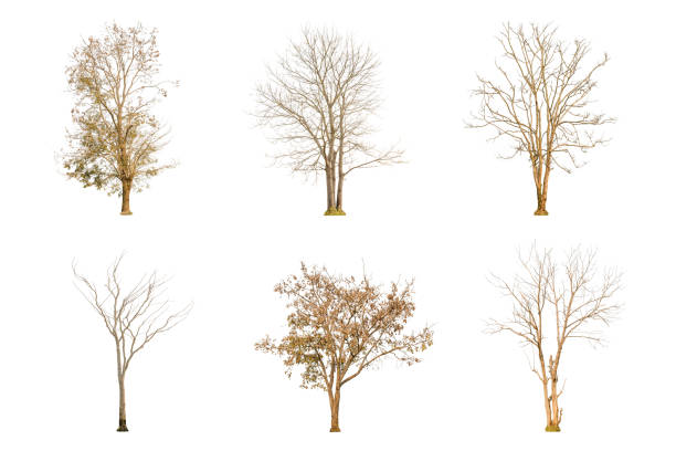 istock Set of dry tree shape and Tree branch on white background for isolated 936488020