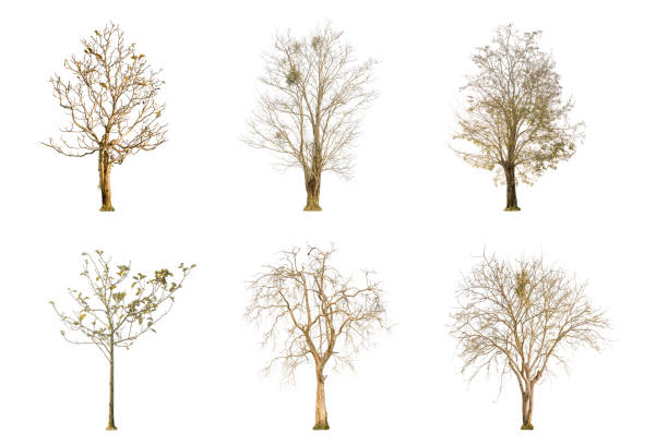 istock Set of dry tree shape and Tree branch on white background for isolated 936488972