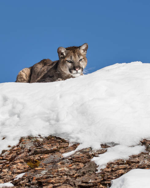 istock Mountain Lion Cub in the snow on the rocks 936495492