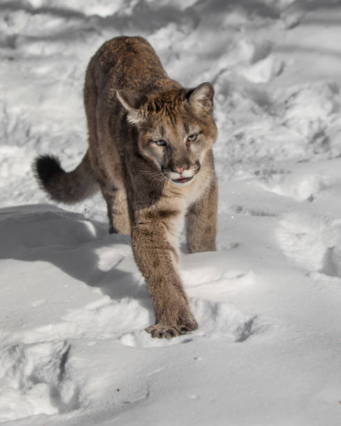 istock Mountain Lion cub in the snow 936495694
