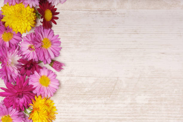 istock Left frame border of chrysanthemum flowers on light wooden background. 936496144