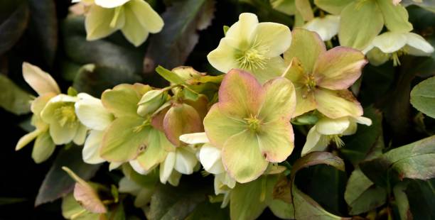 istock Hellebore Nigercors Ice Breaker Fancy 936496894