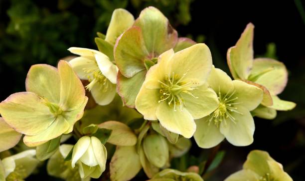 istock Hellebore Nigercors Ice Breaker Fancy 936497180