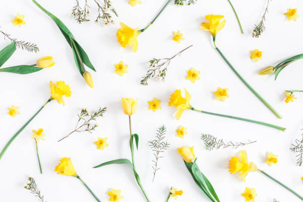 istock Narcissus, tulip flowers on white background. Flat lay, top view 936499544