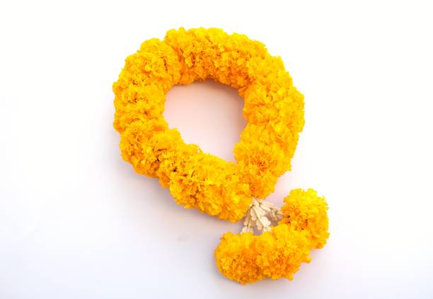 Marigold flower garland on white background