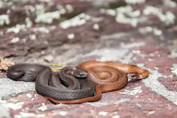 Brown and Gray color phases of the Northern Red-bellied Snake
