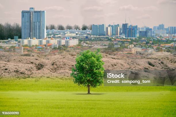 Ecology Concept Forest Drought And Forest Arid Building A Forest Invasion Stock Photo - Download Image Now
