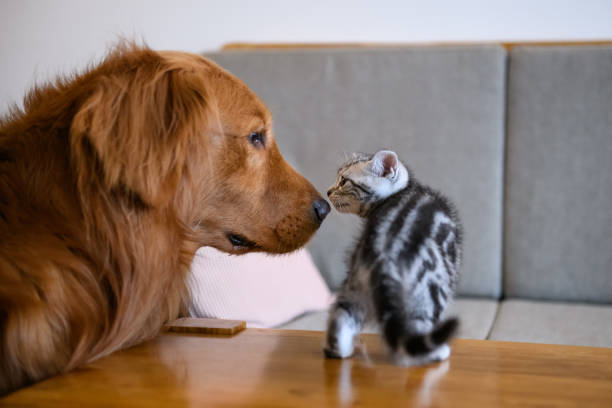 istock The kitten and the Golden retriever 936500142