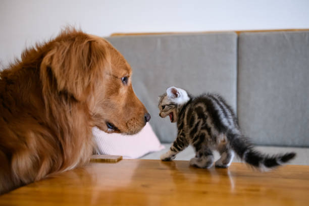 istock The kitten and the Golden retriever 936500156