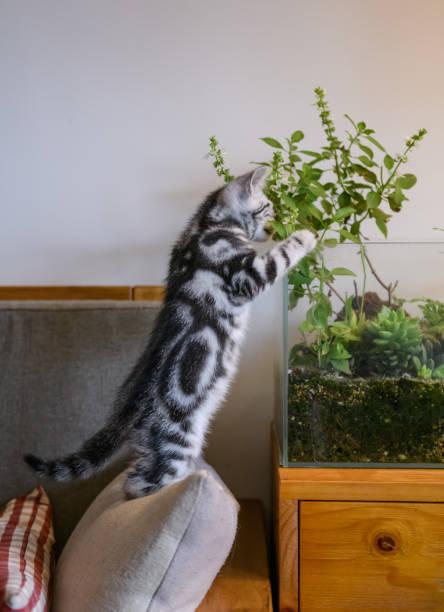 istock The kitten is biting the leaves 936500176