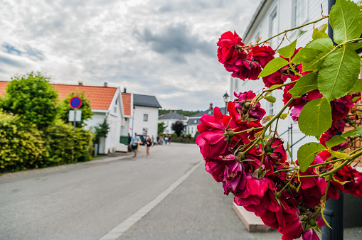 A charming street in the town of Lillesand in Norway in summer with blooming red flowers in the foreground