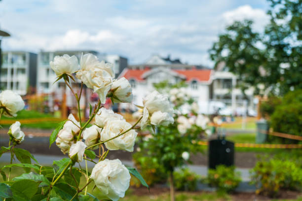 White flowers in the park
