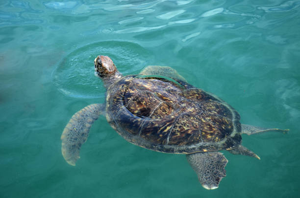 istock Sea turtle swims in sea water. 936516578