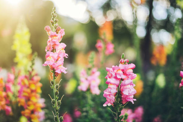 istock Colourful snapdragon flowers 936517018