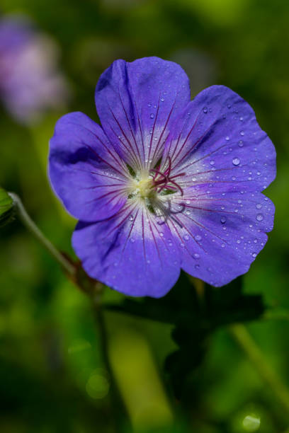 istock Flower covered with dew drops. Close-Up 936521070
