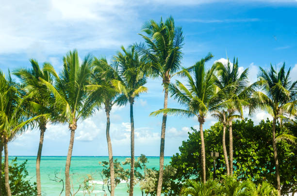 istock Tropical Miami Beach Palms near the ocean 936526912