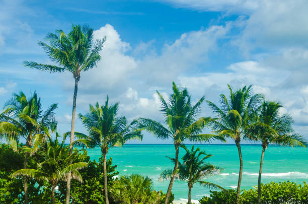 istock Tropical Miami Beach Palms near the ocean 936527812