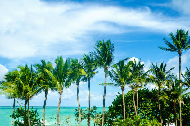 istock Tropical Miami Beach Palms near the ocean 936529048