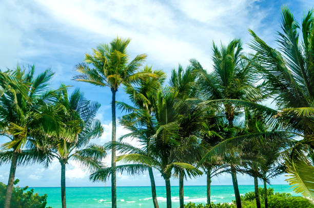 istock Tropical Miami Beach Palms near the ocean 936530852