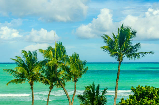 istock Tropical Miami Beach Palms near the ocean 936531200