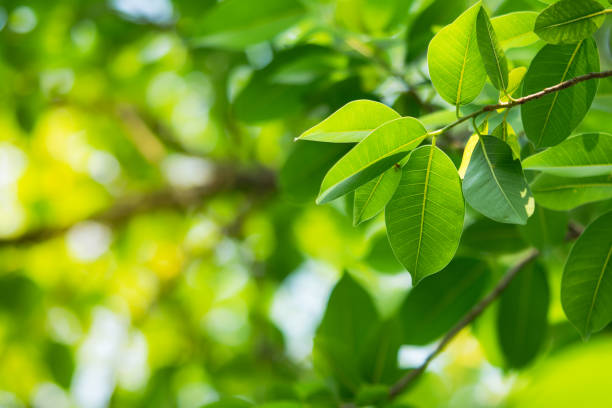 istock Closeup nature view of green leaf on sunlight 936531274