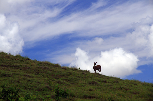 Javan Rusa Deer, Domaine des 7 Vallées, Mare-Aux-Vacoas, Mauritius