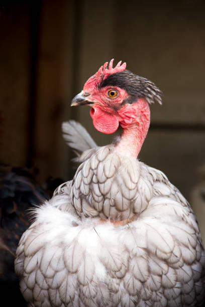 istock Turks - Naked Neck 936531428