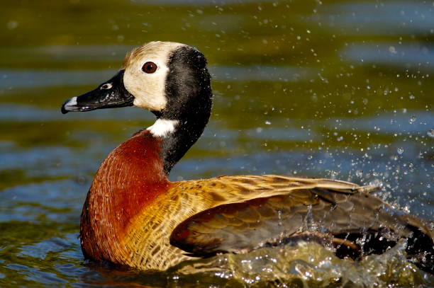 face blanche whistling-duck (dendrocygna viduata) - white faced whistling duck photos et images de collection