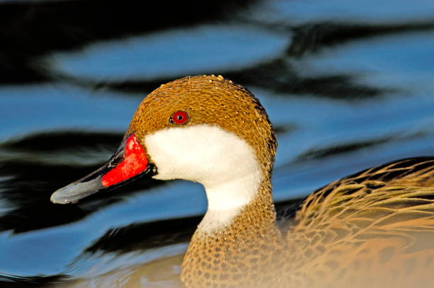 White-cheeked Pintail (Anas bahamensis) White-cheeked Pintail (Anas bahamensis) white cheeked pintail duck stock pictures, royalty-free photos & images