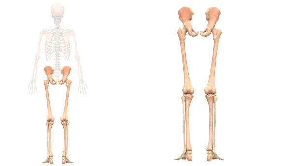 ludzki szkielet system kończyn dolnych anatomia - ulna one person concepts rear view zdjęcia i obrazy z banku zdjęć