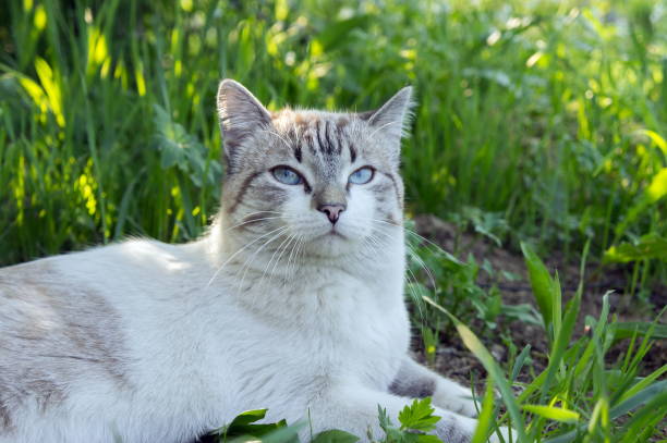 istock A white tabby cat is resting in a green thick grass in the sunny day. 936537742