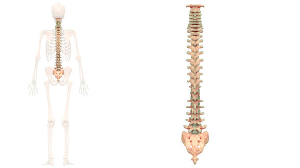 anatomia kolumny kręgów ludzkiego szkieletu - ulna one person concepts rear view zdjęcia i obrazy z banku zdjęć