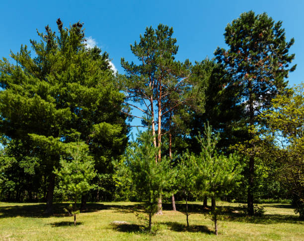istock Pine trees in summer green grassy park 936542958