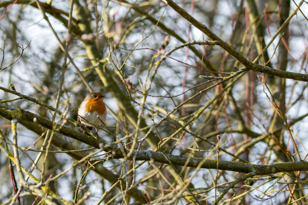 istock European Robin with late winter plumage perched on a bare tree branch in early spring sunlight 936543500