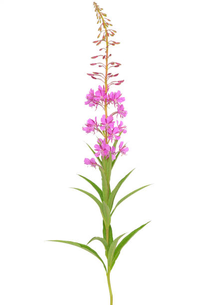 istock Flower Chamerion angustifolium 936544676