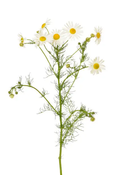 Matricaria chamomilla flowers isolated on white background