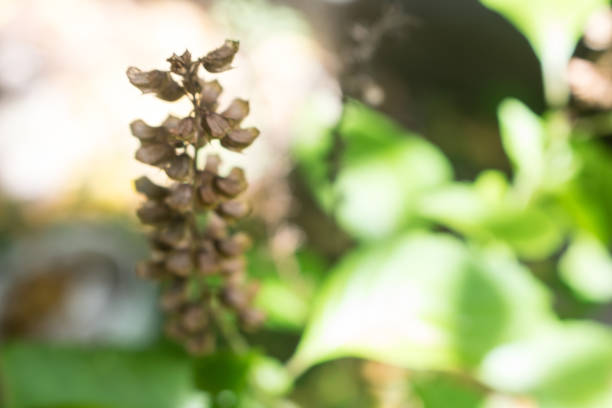 Basil Ocimum sp., Lamiaceae species native from India continent. Fresh white and yellow basil flowers manjericão stock pictures, royalty-free photos & images