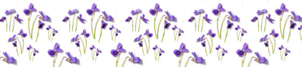 istock panorama of spring flowering violets on a white background 936548816