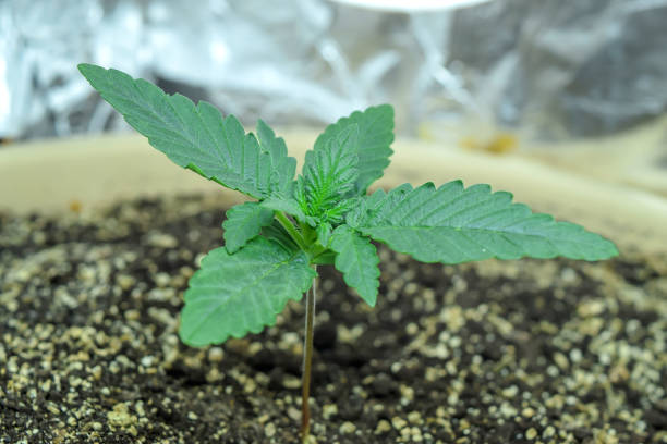 Sprout of hemp cannabis marihuana stock photo