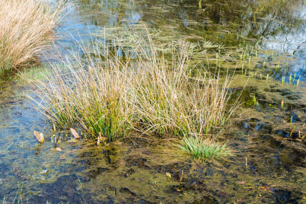 istock Grass, buds and moss growing in water in wet area 936551946