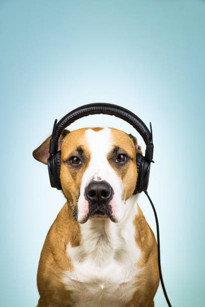 istock Dog with headphones as melomane 936552342